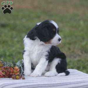 Harvey, Cavapoo Puppy